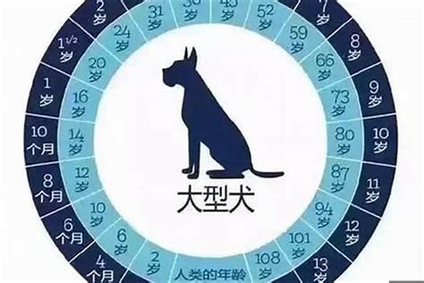 属狗的今年几岁|属狗的年份表及年龄 属狗的年份及年龄对照